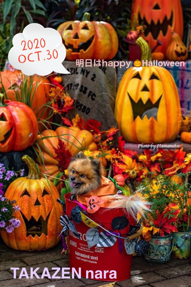 奈良で成人式振袖レンタルするならTAKAZEN奈良店♡明日はhappy Hallowen🎃